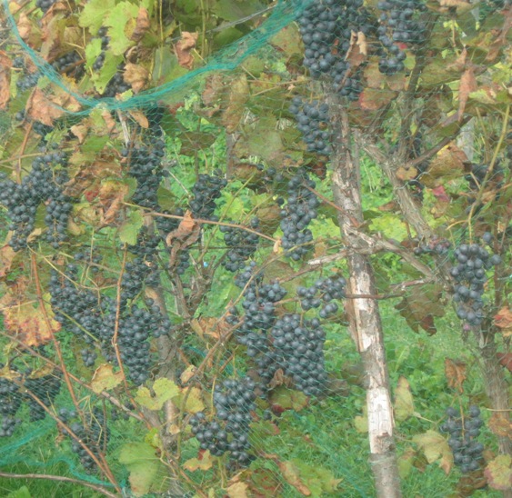 Sirame 08102022.JPG