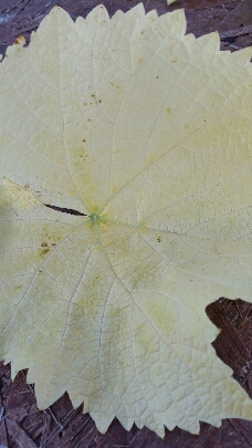 2016-08-23 18.56.15.jpg