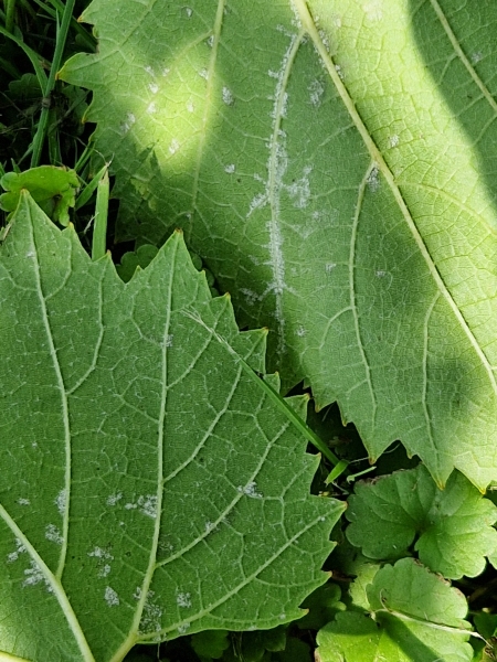 20230806_132031s2.jpg