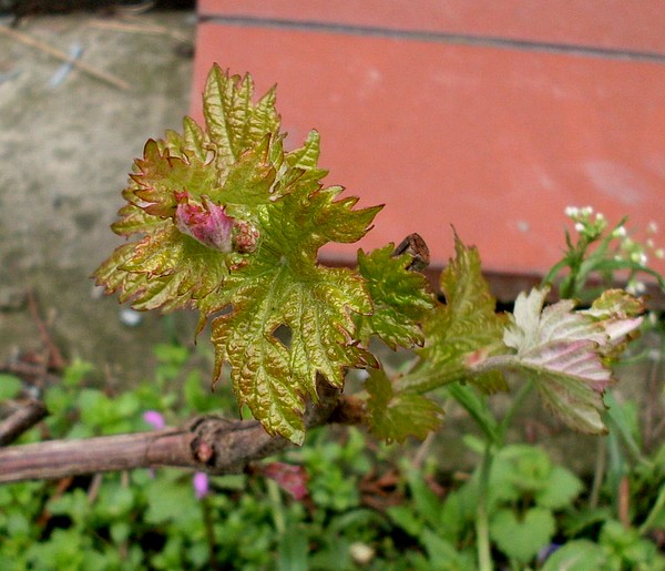 Triumf-sciana.jpg