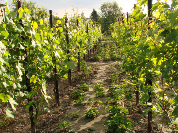 czerwiec3 rok2009.JPG