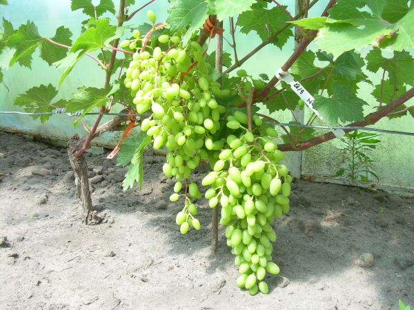 Wodograj 15.07.2012 .jpg