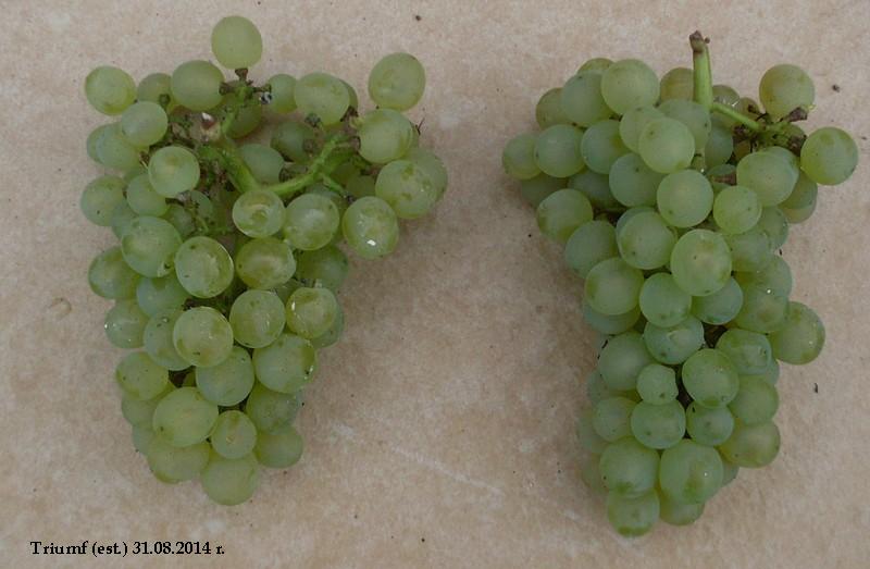 Plik:Triumf grona.jpg