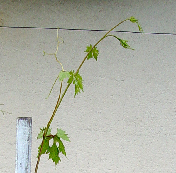 Plik:Rumba-koronka.jpg