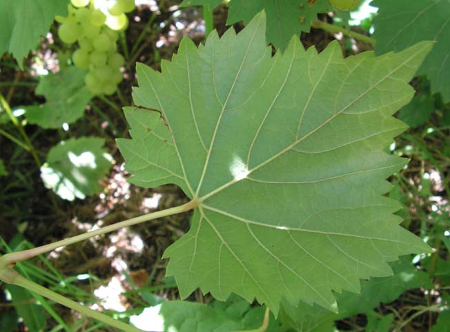 Plik:293 Reform - lisc od spodu Jacek Komorowski.jpg