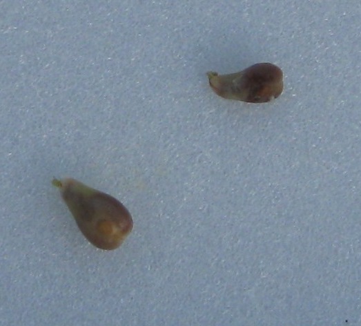 Plik:Mohara-pestki.jpg