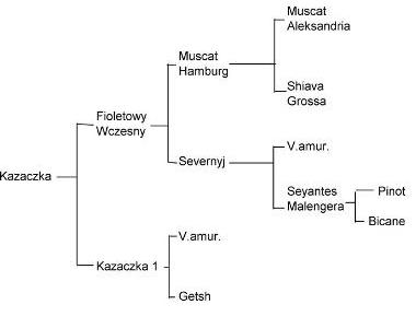 Plik:Kazaczka-drzewko.jpg