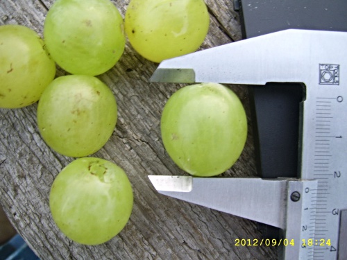 Plik:6b9973c1957cc9d5med.jpg