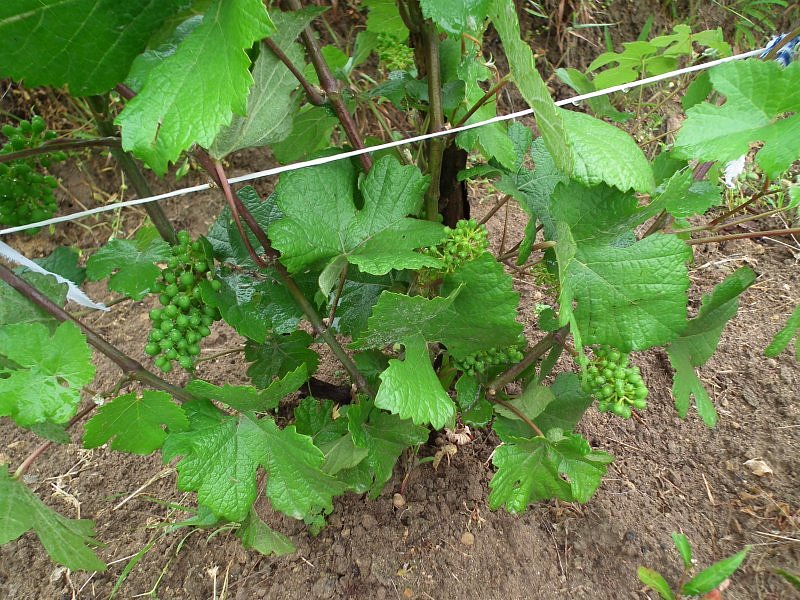 Plik:Schwarzriesling-groszek.jpg