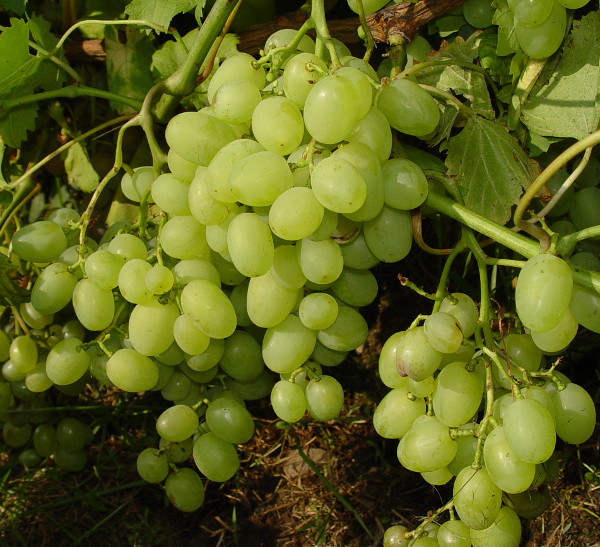 Plik:Galachad-grona-GE.jpg