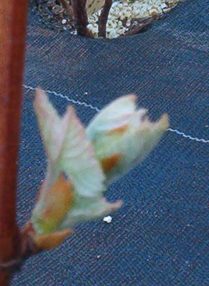 Plik:73 Steuben STEUBEN - pak J.Czapski.jpg