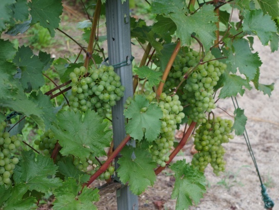 Plik:16082021-Pannonia.jpg