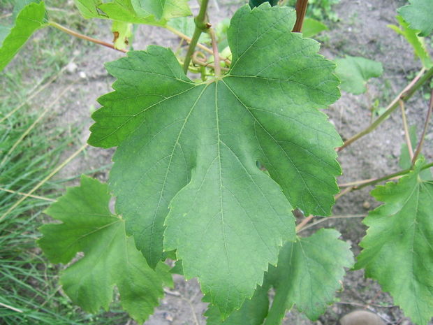 Plik:Argo-L1.jpg