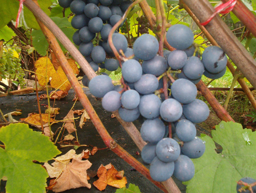 Plik:178 Agat Donski - grono J. Czapski.jpg