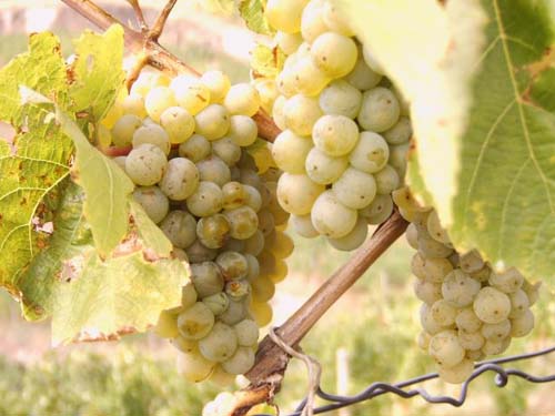 Plik:229 Riesling - grono H.Wiercinski.jpg