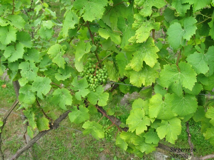 Plik:Sieger-groszek.jpg