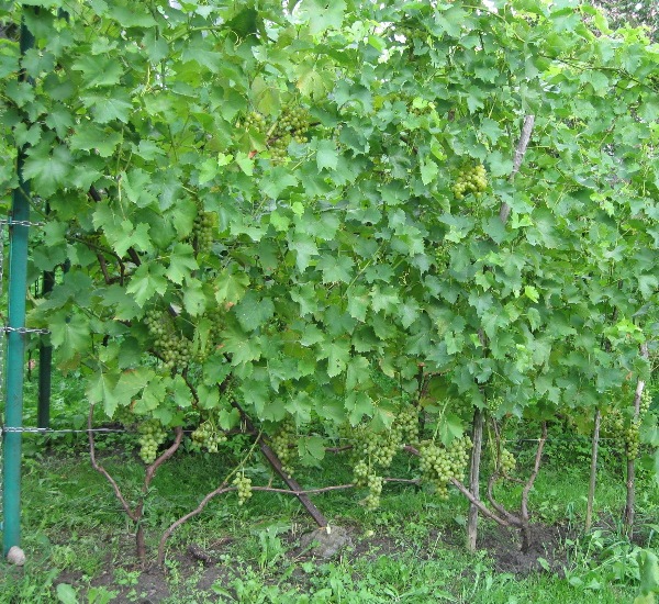 Plik:Polary19-08.jpg