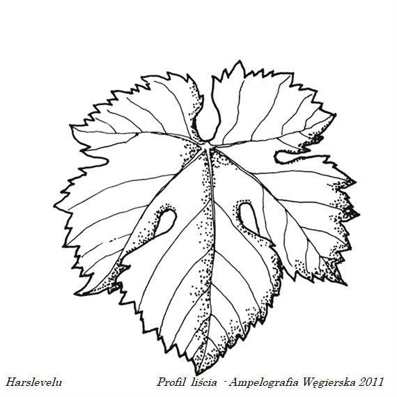 Plik:2011 Harslevelu prof L.png