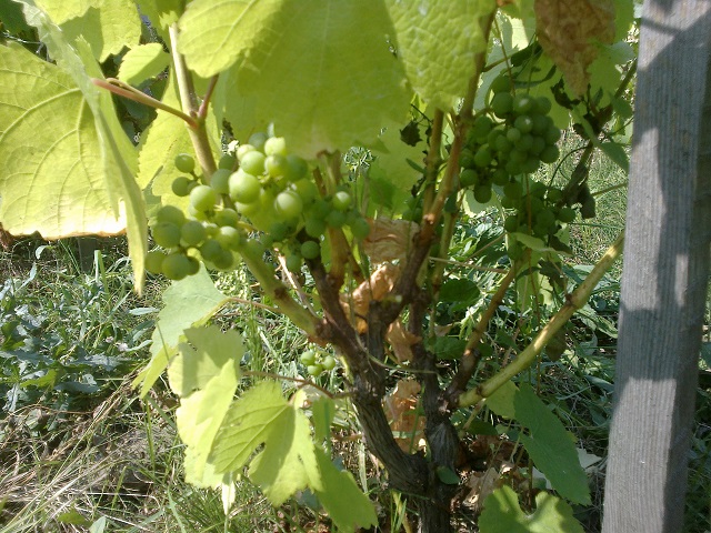 Plik:08082015290.jpg