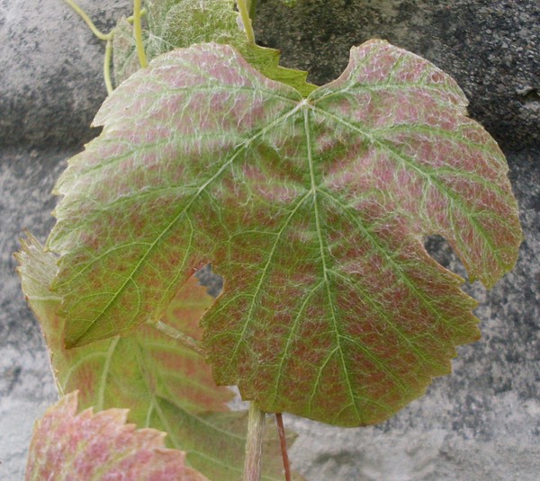 Plik:Wro lj.jpg