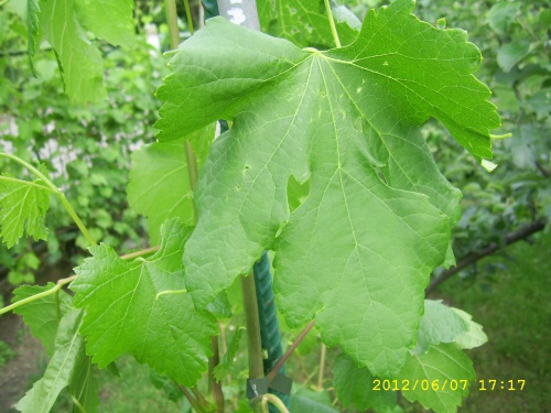 Plik:53dbe4eb2291d750med.jpg