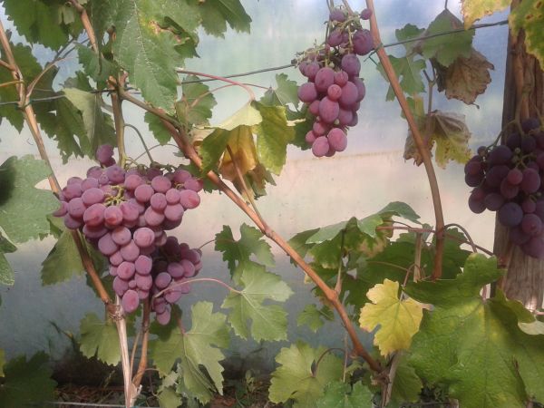 Plik:Ataman 09.09.15.jpg