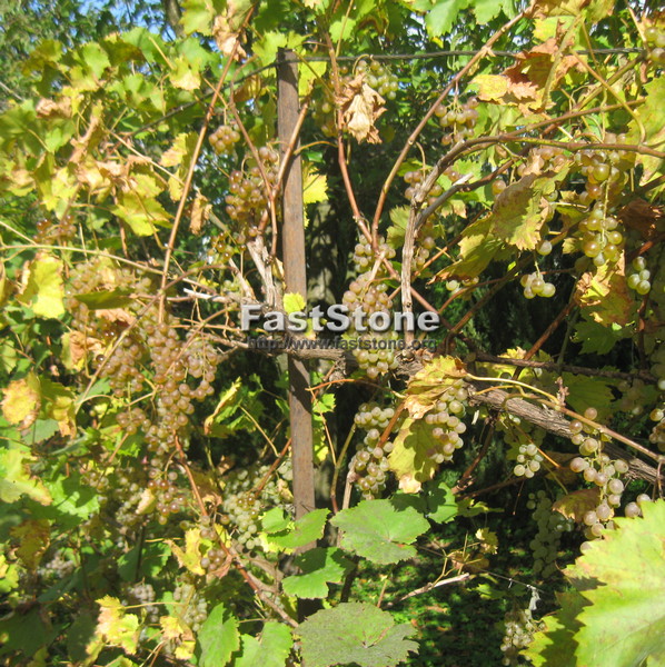 Plik:06102019-Bianca.jpg