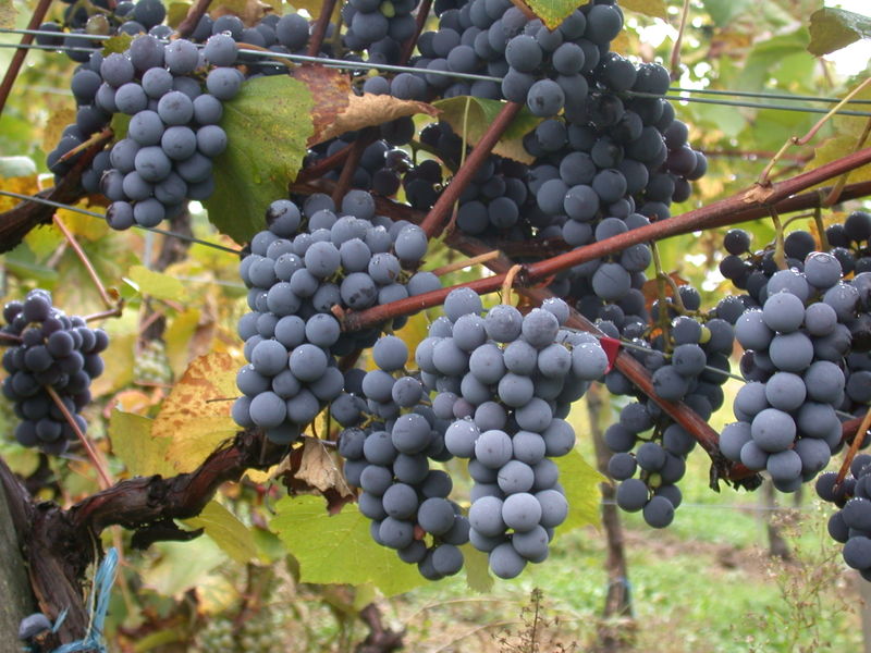 Plik:Gamay.jpg