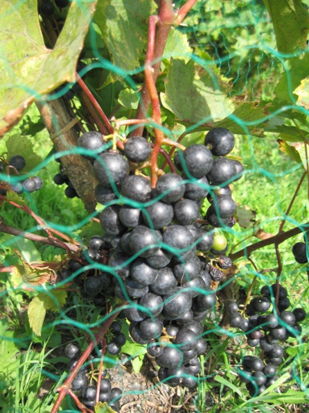 Plik:Cascade-grona.jpg