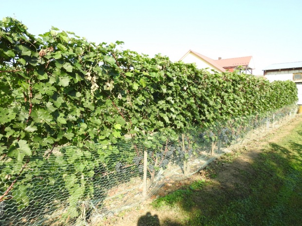 Plik:19082018 dunaj.jpg