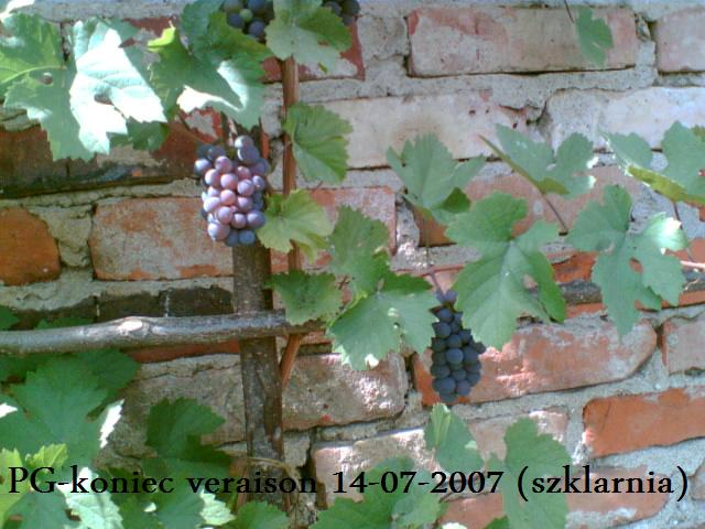 Plik:PG-veraison(szklarnia).jpg