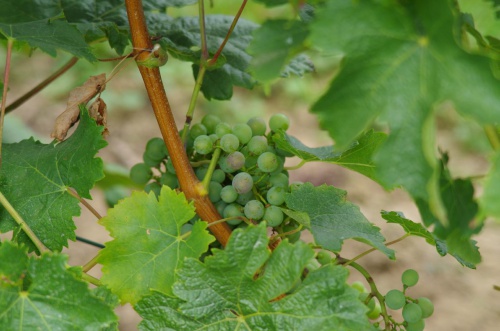 Plik:CF-r-przebarw.jpg
