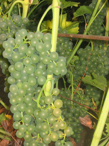 Plik:242 Seyval Blanc Seuval Blanc - grona Robert Rojczyk.jpg