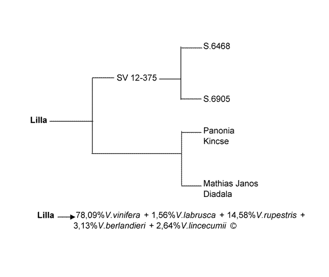 Plik:Lilla-drz.gif