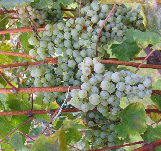 Plik:Morava 04 10 2025 grona.jpg
