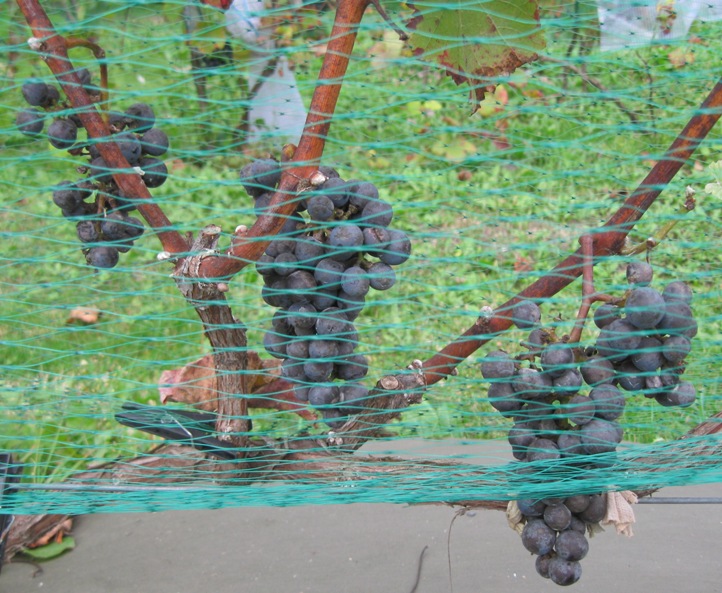 Plik:Merlot-gr2.jpg