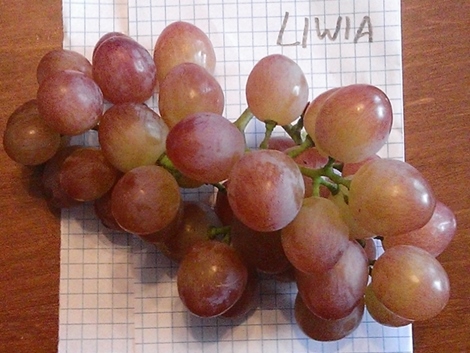 Plik:Liwia 2015.08.28.jpg