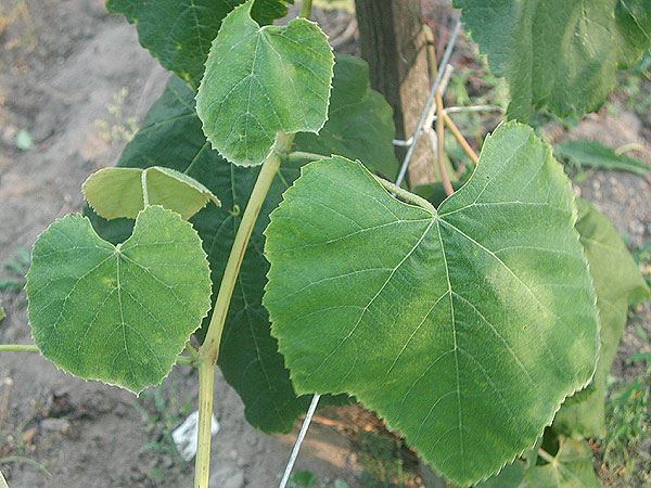 Plik:175 V 68-021 Liscie. G. Sapijaszko.jpg