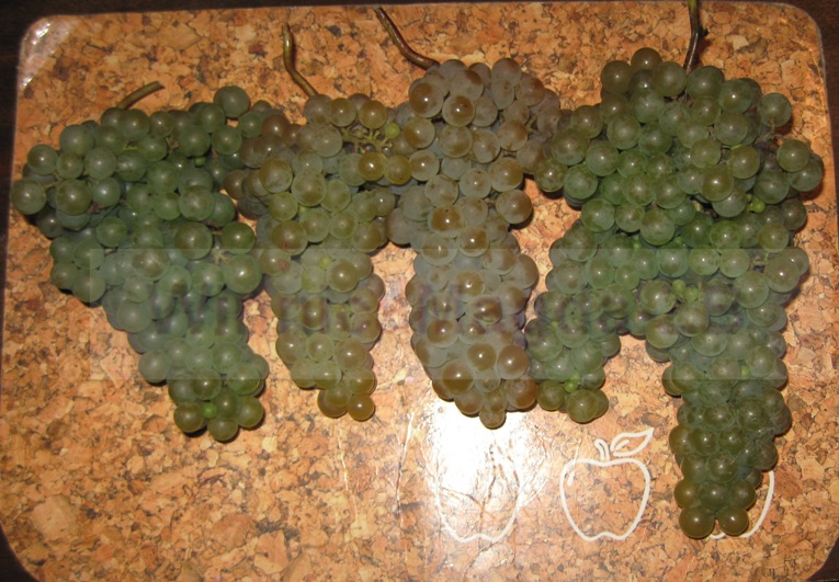 Plik:Jutrzenka-gro.jpg