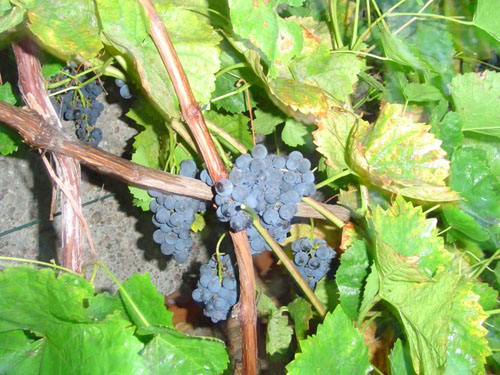 Plik:197 Sevar Sewar - grono Artur.jpg