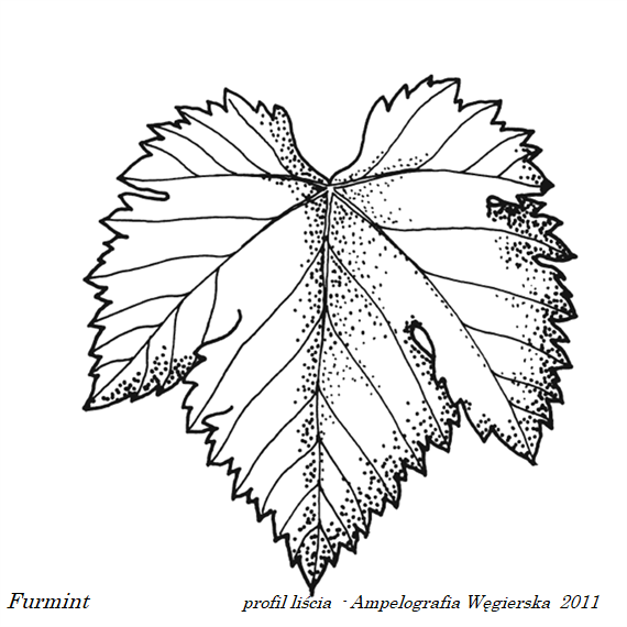 Plik:2011 Furmint prof L.png