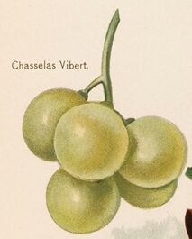 Plik:Vibert.jpg