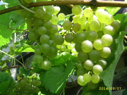 Plik:Villaris-grona.jpg