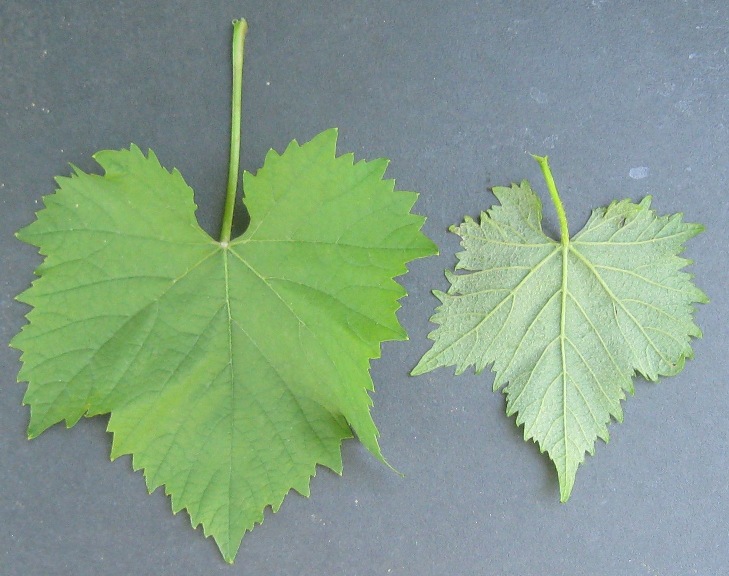Plik:Piesnia-L.jpg
