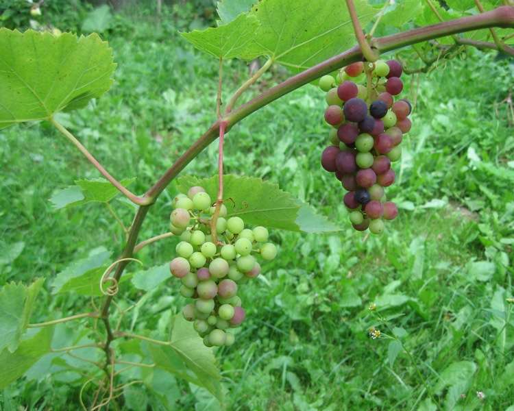 Plik:Kazaczka1.jpg