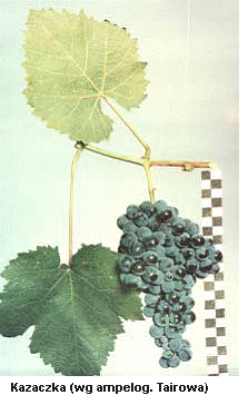 Plik:Kazaczka-L-gr.gif