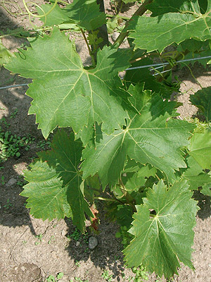 Plik:163 Arkadia Liscie. G. Sapijaszko.jpg