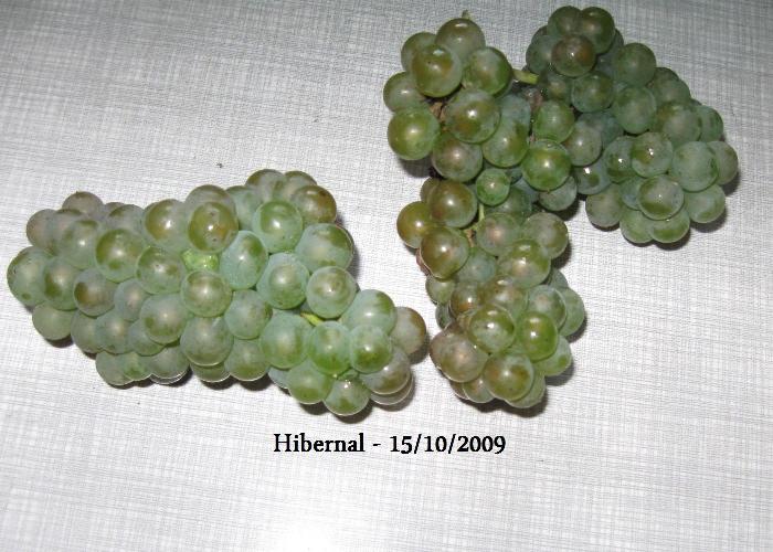 Plik:Hibernal-typowe grona.jpg