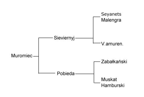 Plik:Muromiec-drz.jpg