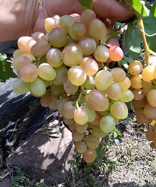 Plik:KiszmiszNachodka20180803.jpg